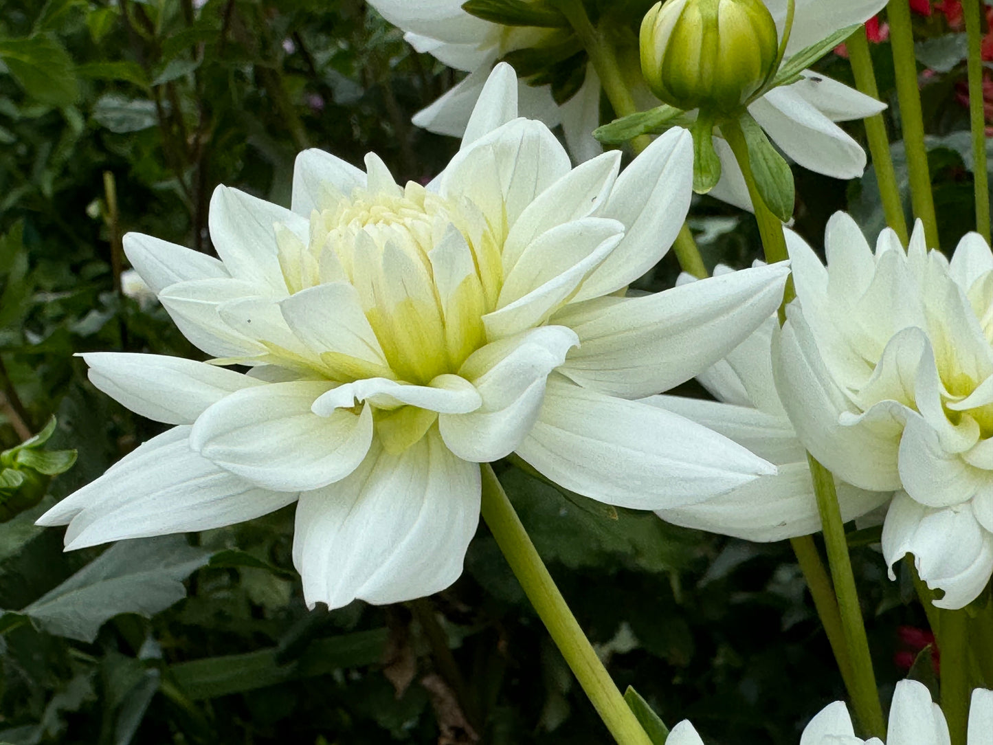 White Princess Dahlia