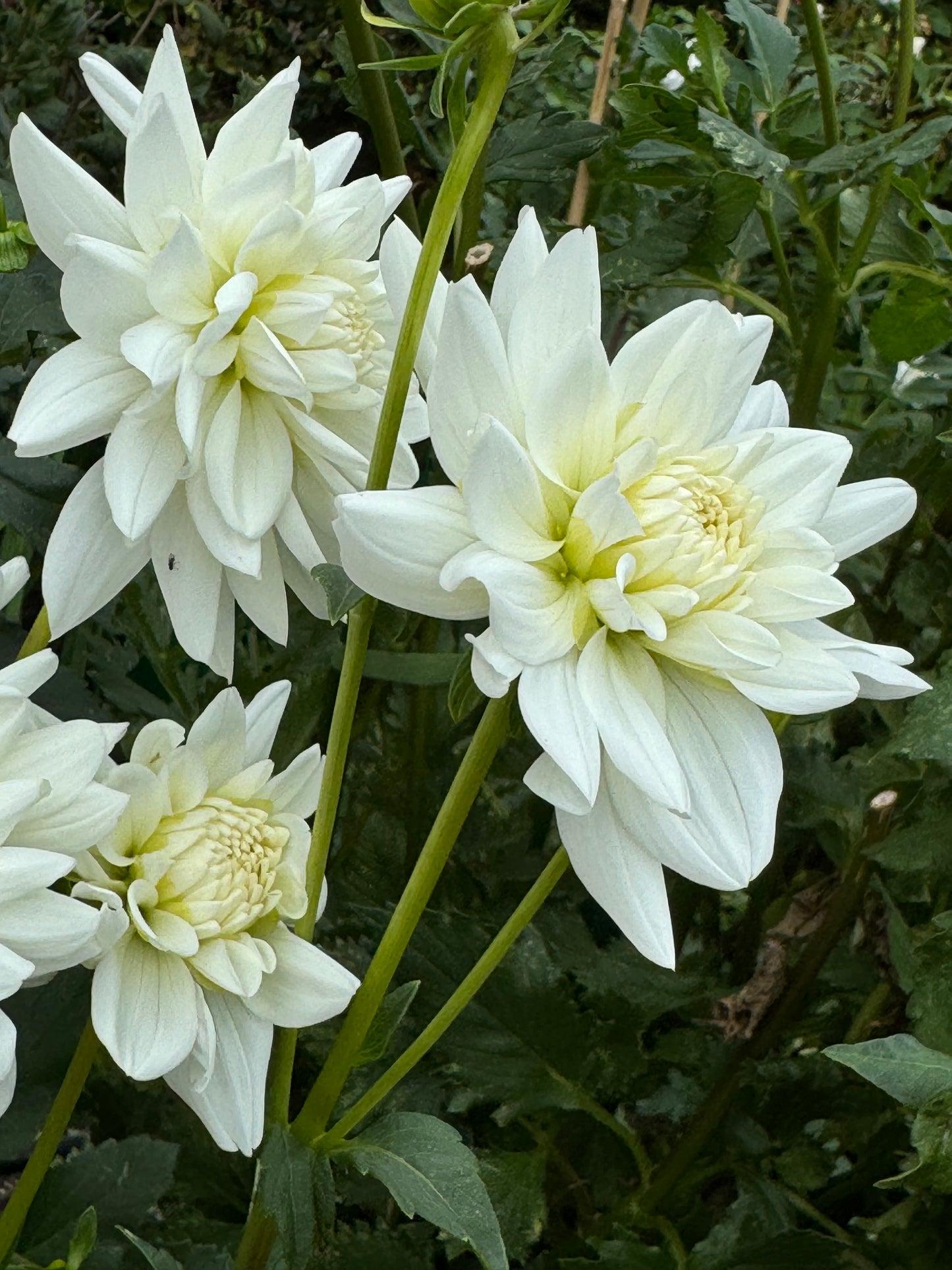 White Princess Dahlia