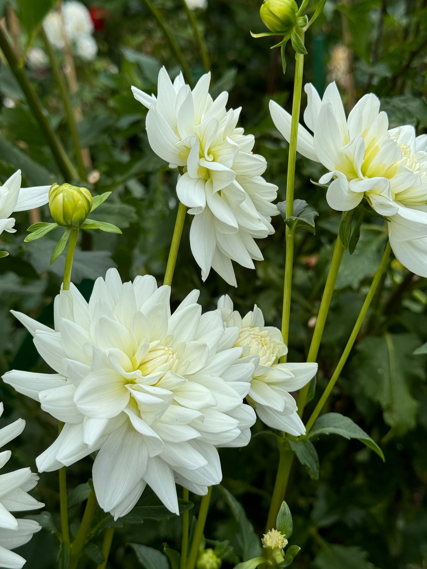 White Princess Dahlia