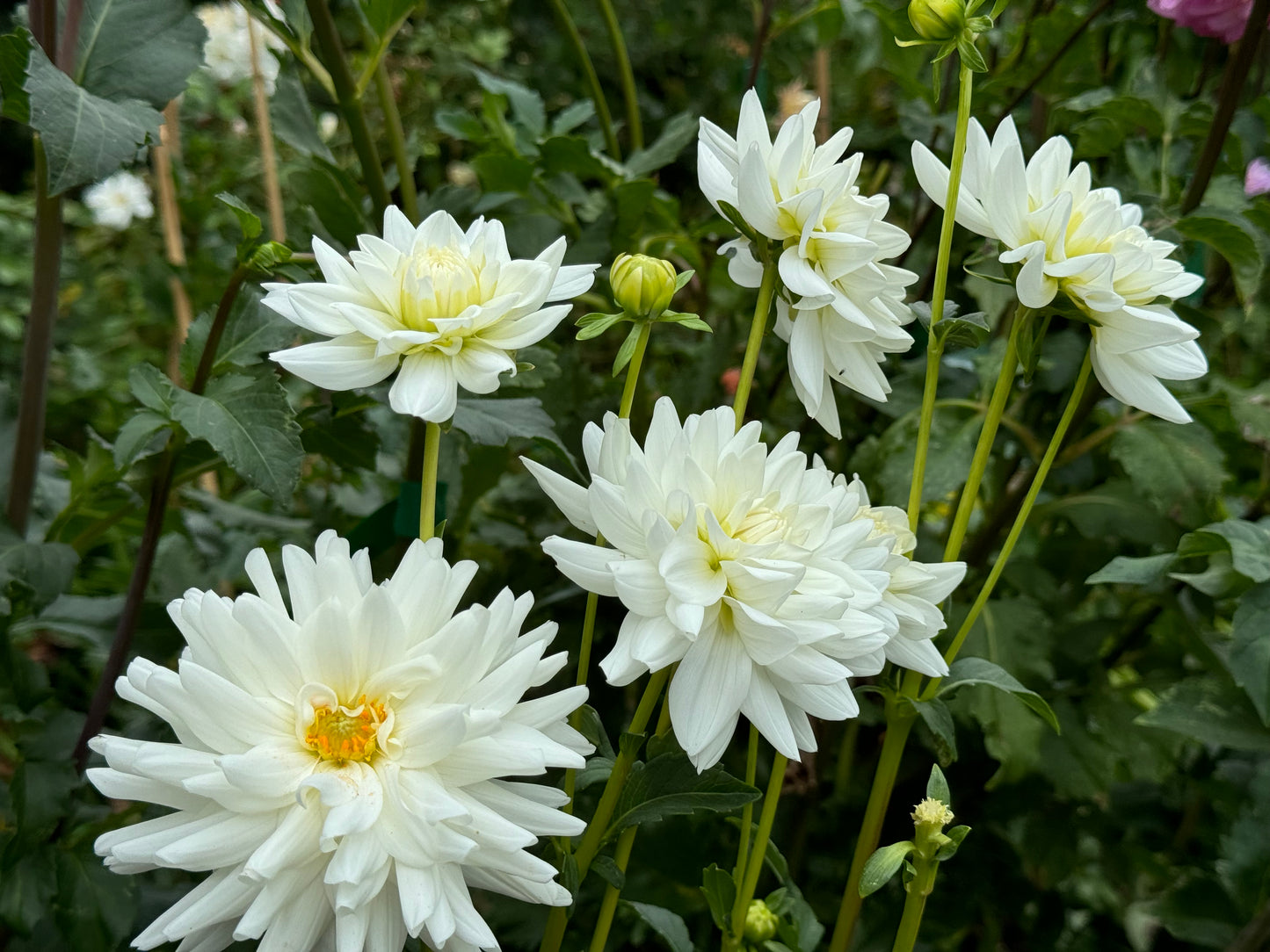 White Princess Dahlia