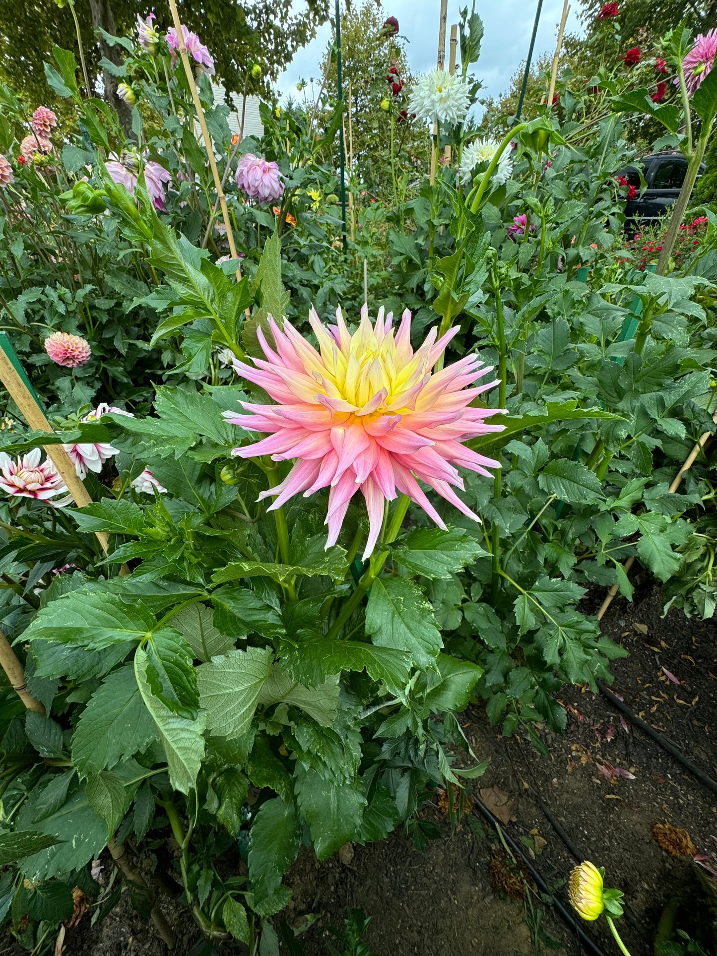 Clearview Jones Dahlia