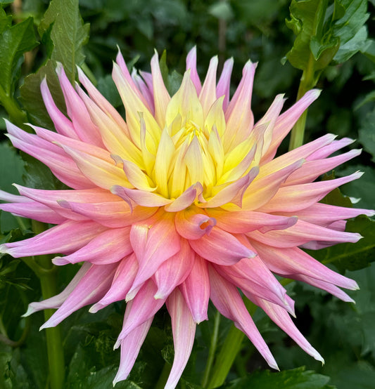 Clearview Jones Dahlia