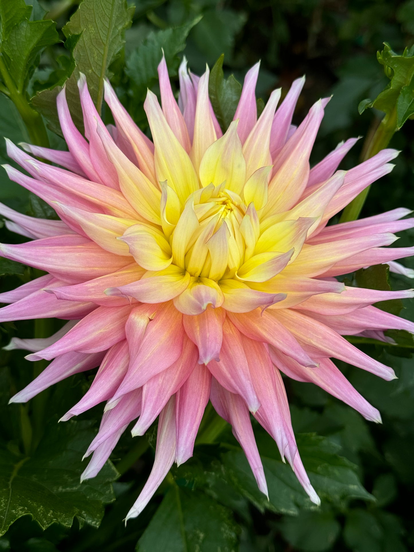 Clearview Jones Dahlia