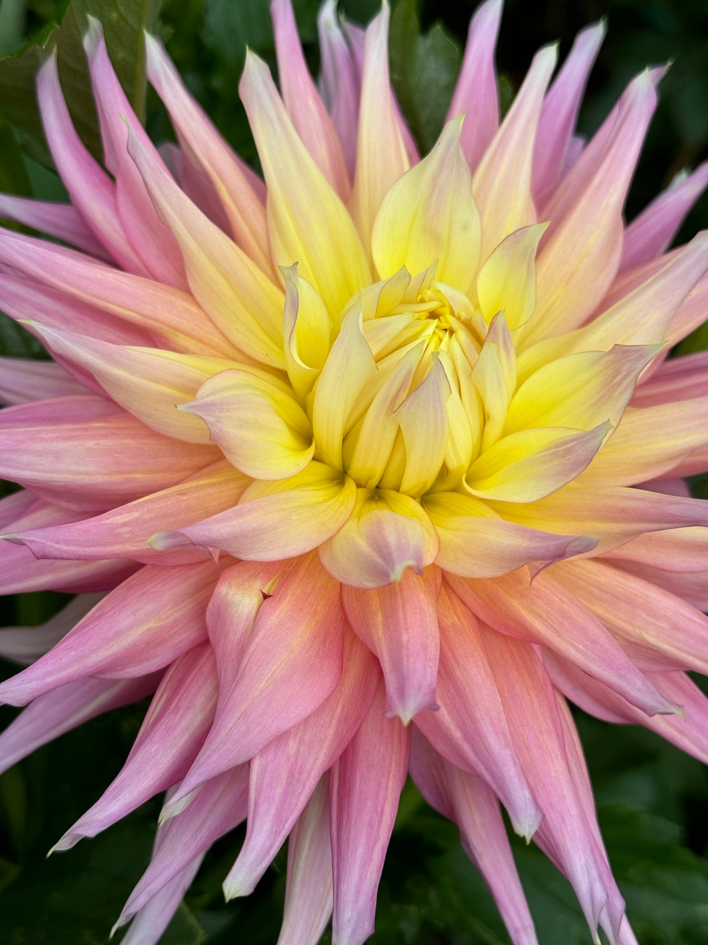 Clearview Jones Dahlia