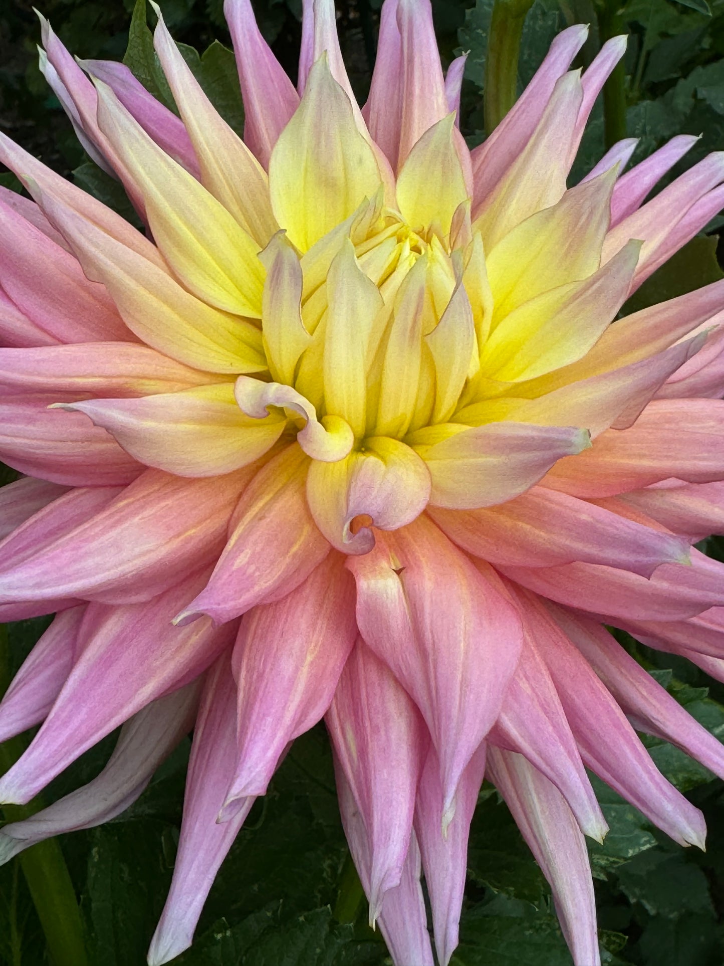 Clearview Jones Dahlia