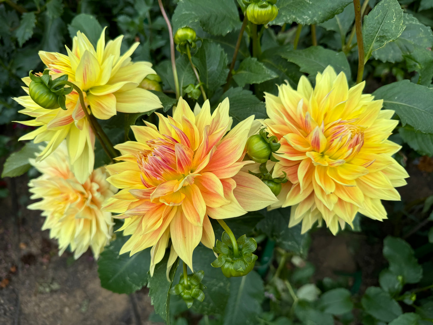 Advance Dahlia