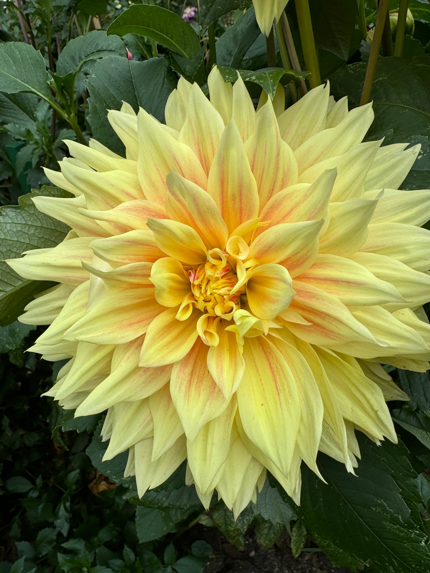 Advance Dahlia