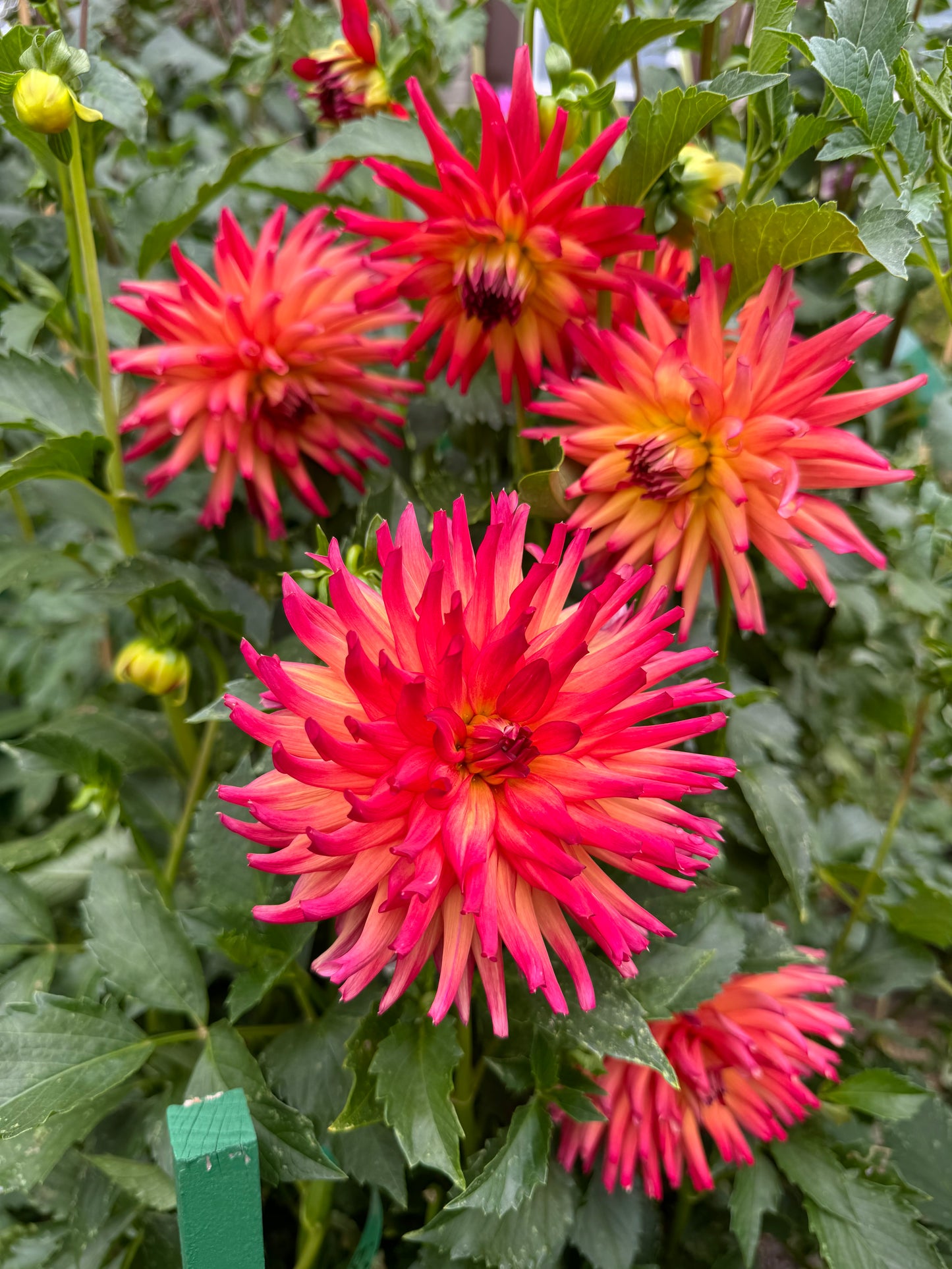 Bloomquist Tropic Dahlia