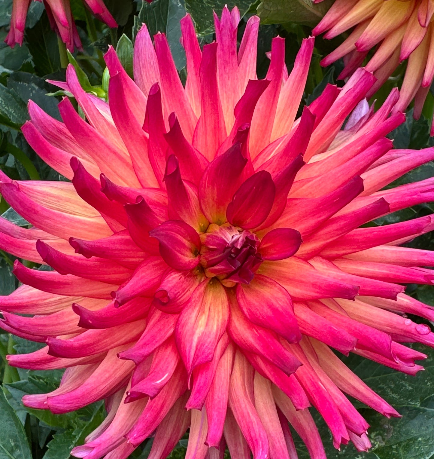 Bloomquist Tropic Dahlia