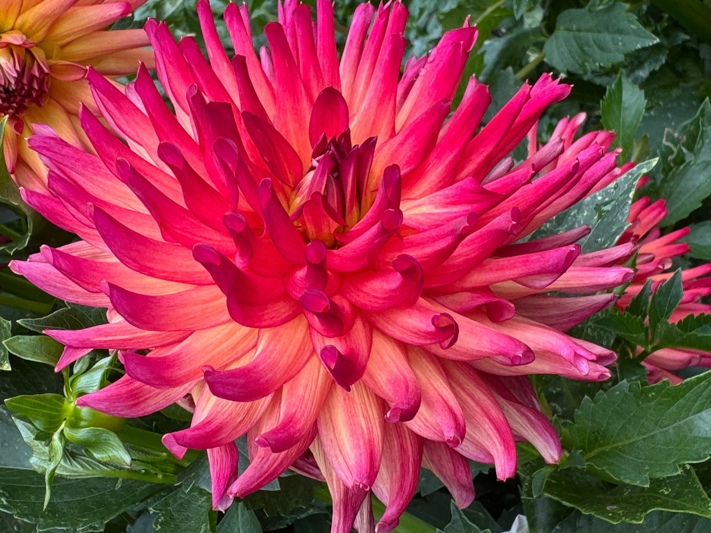 Bloomquist Tropic Dahlia