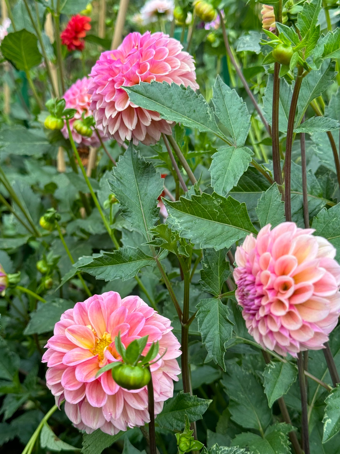 Bracken Rose Dahlia