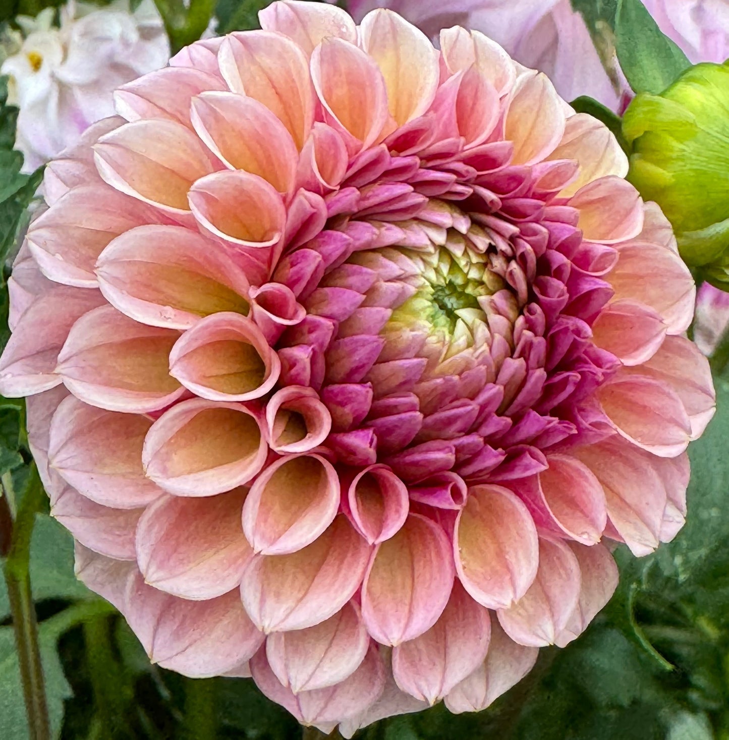 Bracken Rose Dahlia