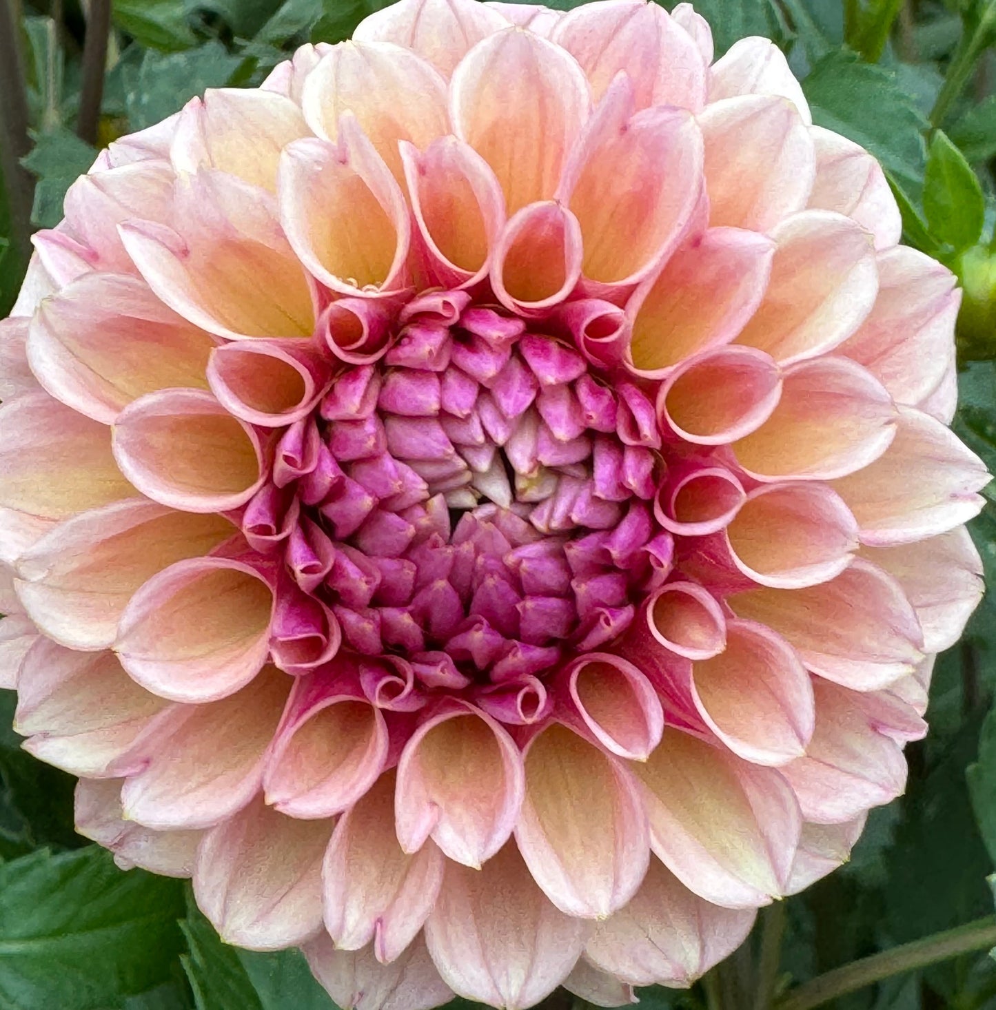 Bracken Rose Dahlia