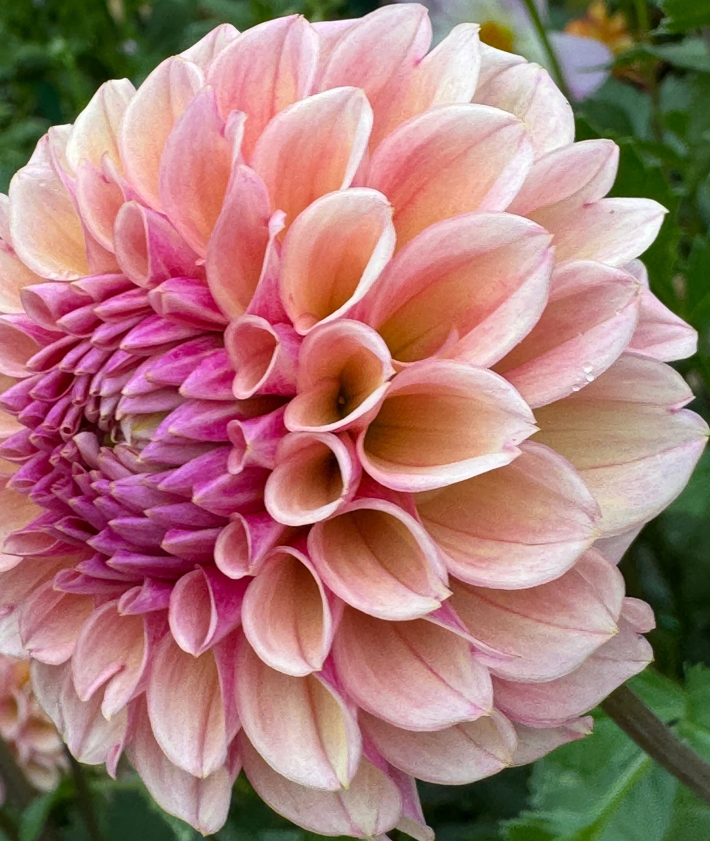 Bracken Rose Dahlia