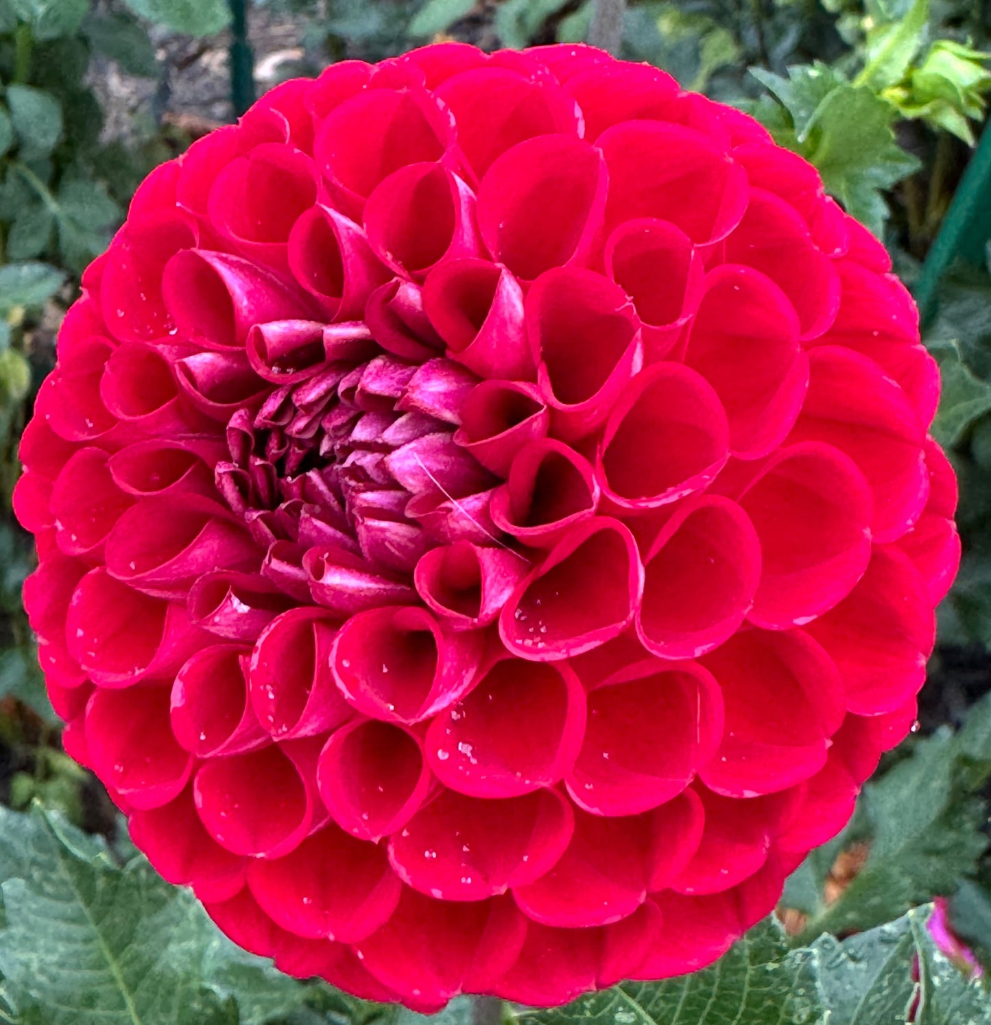 Red Balloon Dahlia