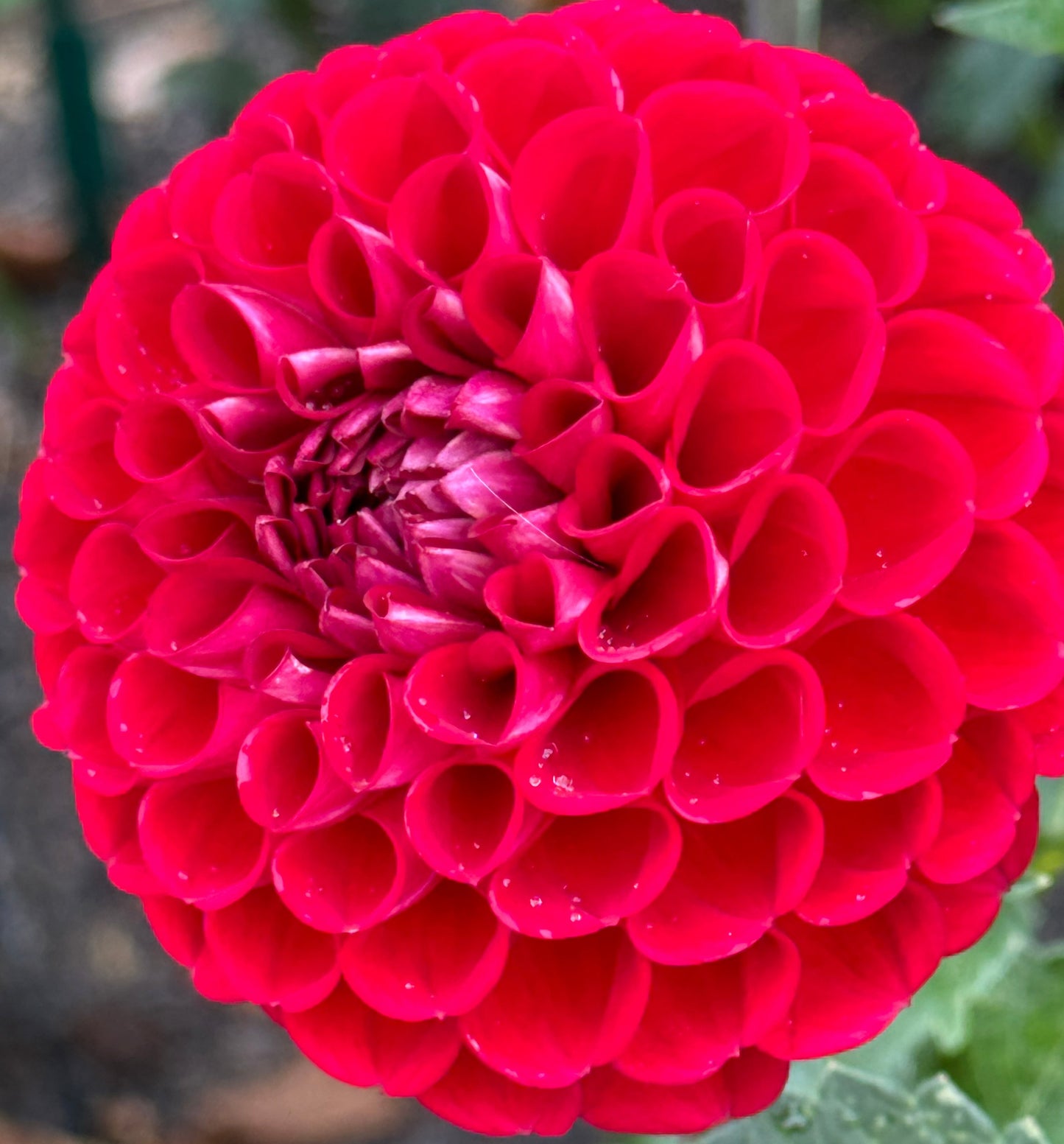 Red Balloon Dahlia