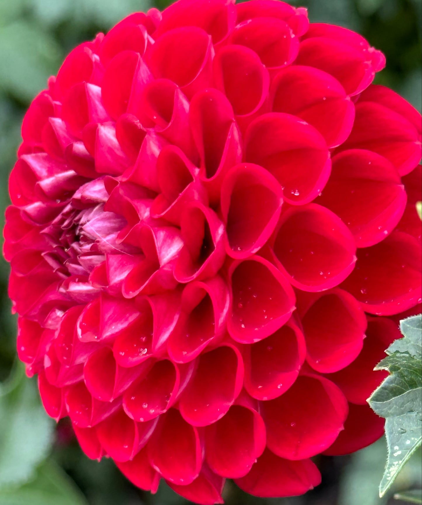 Red Balloon Dahlia