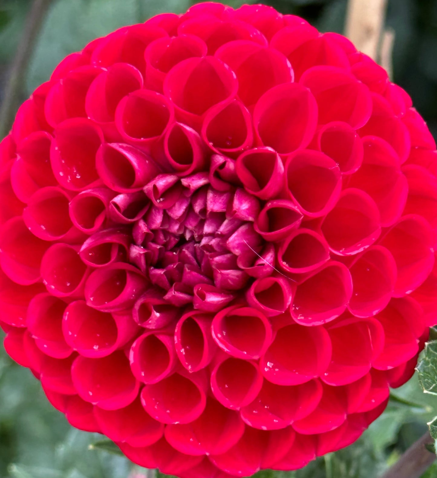 Red Balloon Dahlia