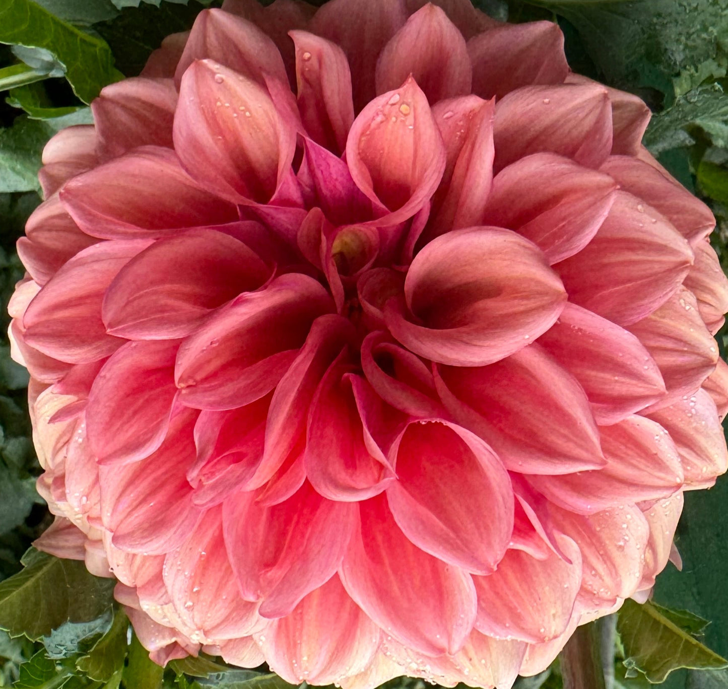 Orange Globe Dahlia