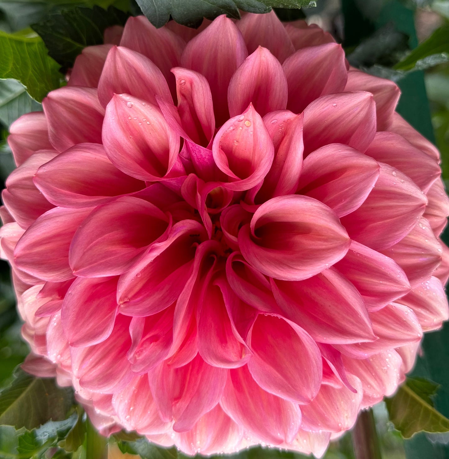 Orange Globe Dahlia