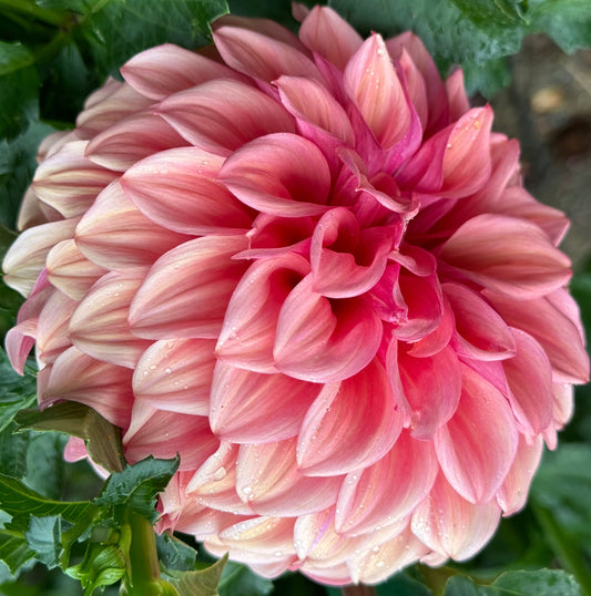 Orange Globe Dahlia