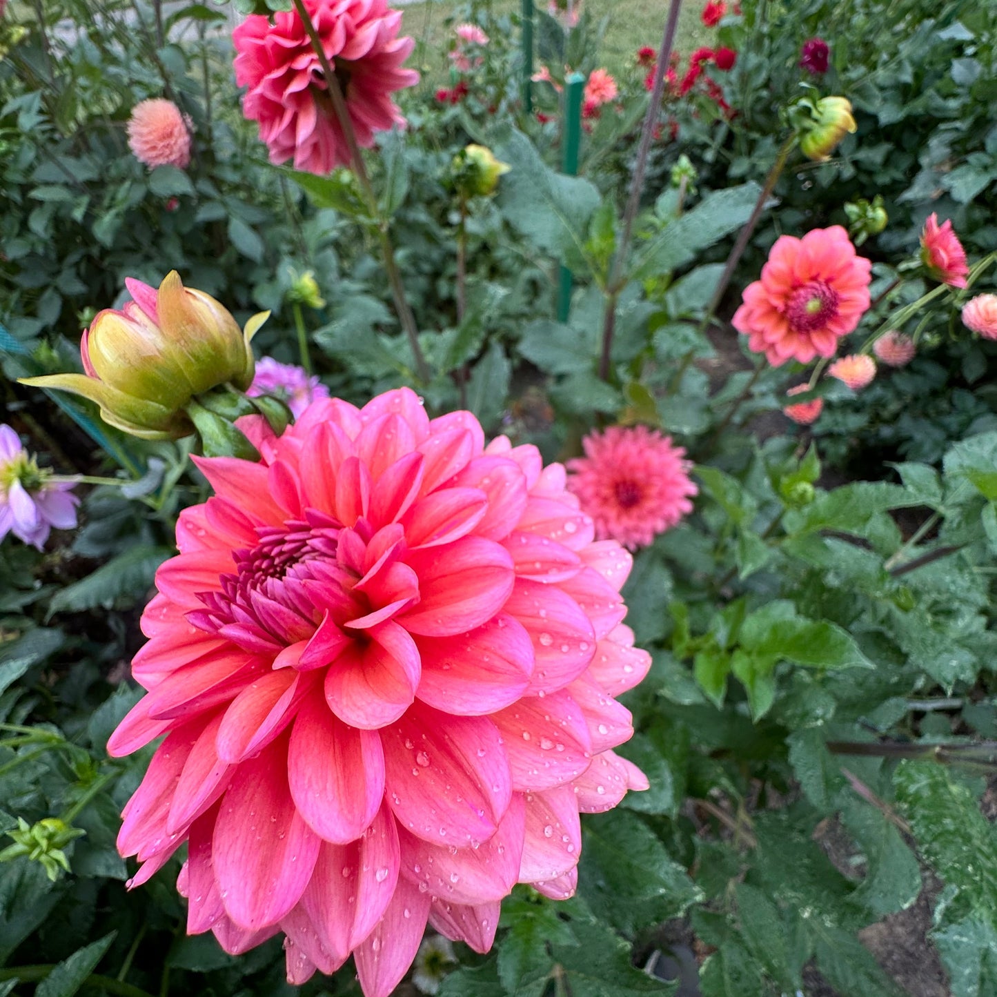 Daisy Duke Dahlia