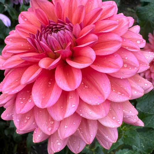 Daisy Duke Dahlia