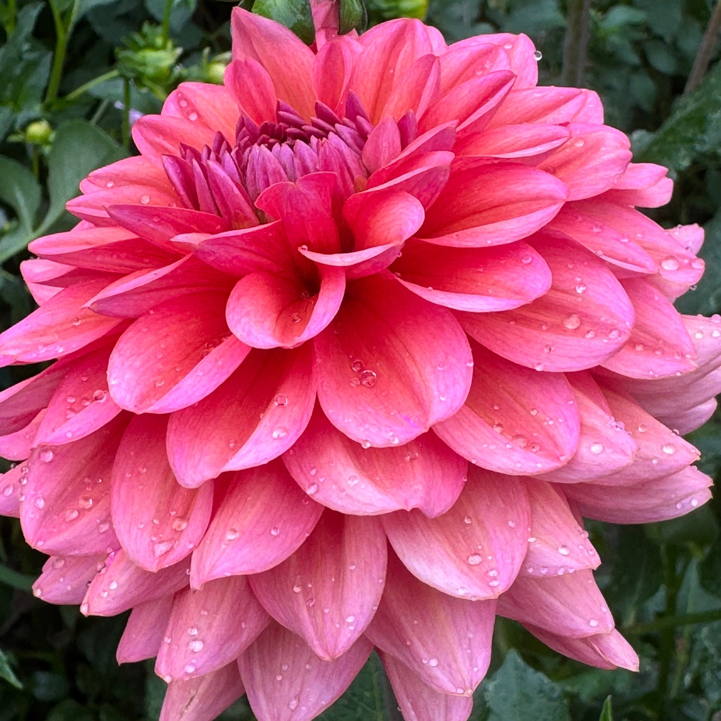 Daisy Duke Dahlia