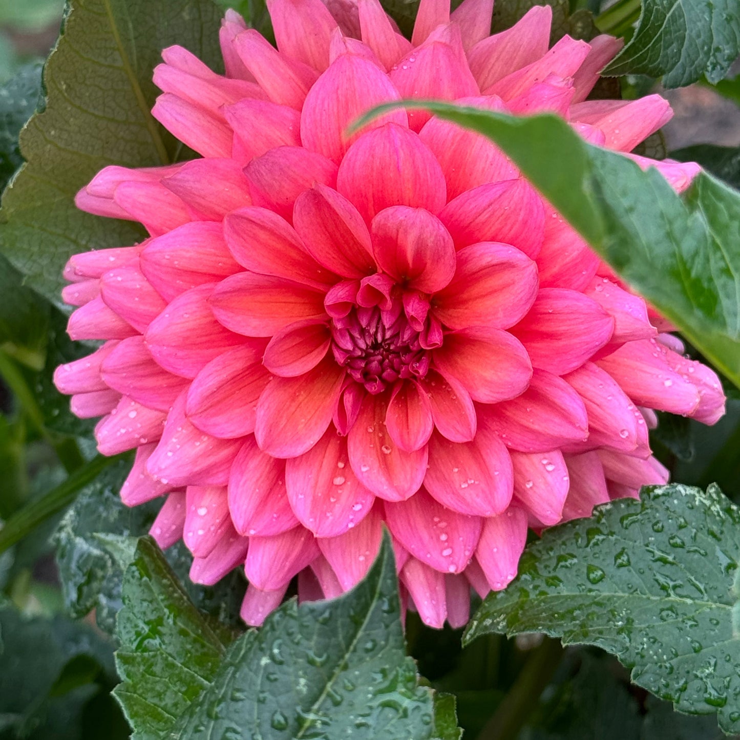 Daisy Duke Dahlia