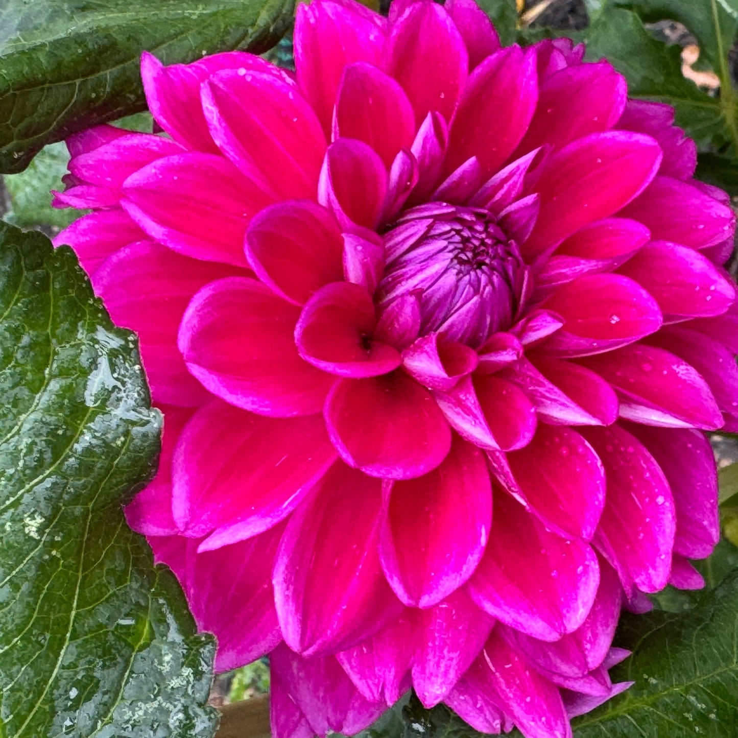 Purplicious Dahlia