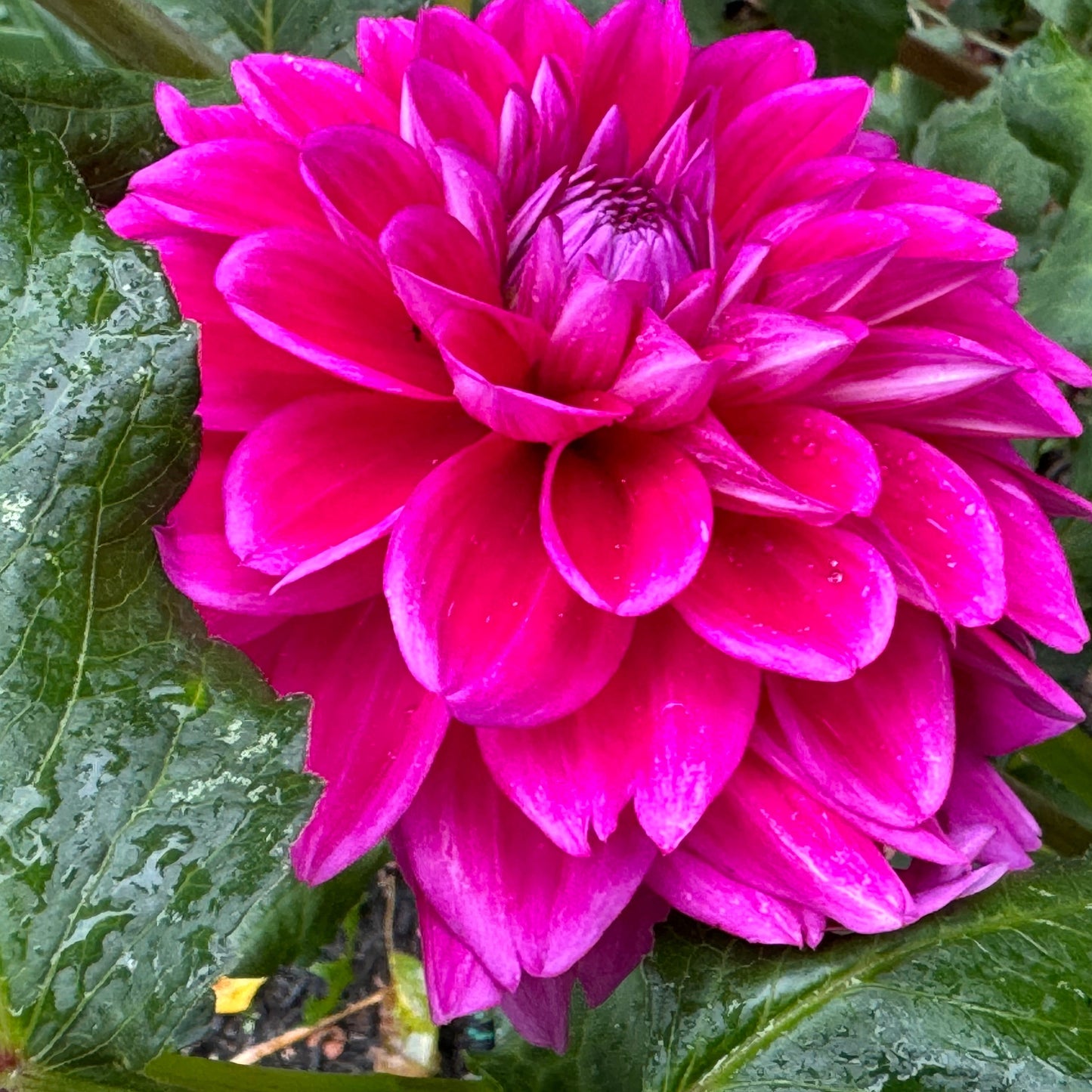 Purplicious Dahlia