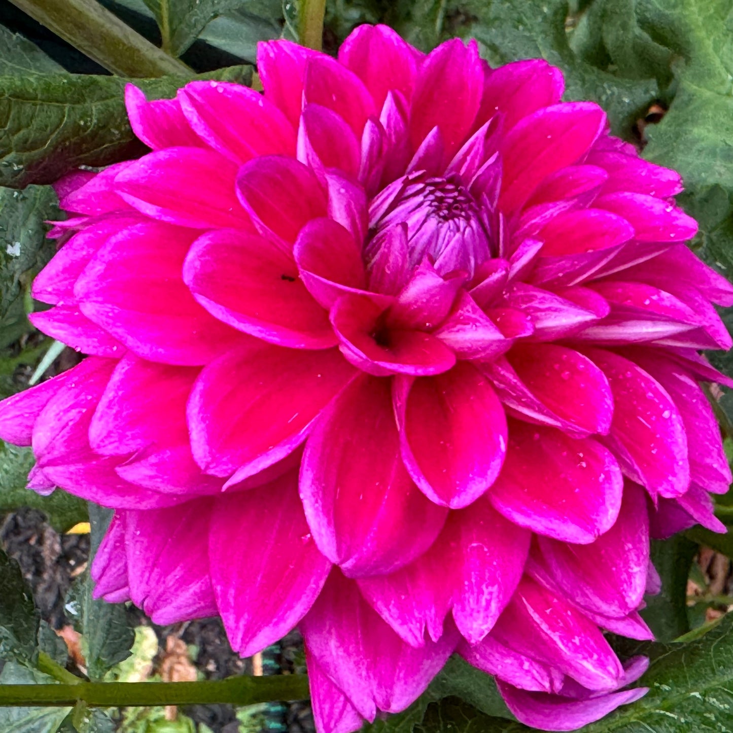 Purplicious Dahlia