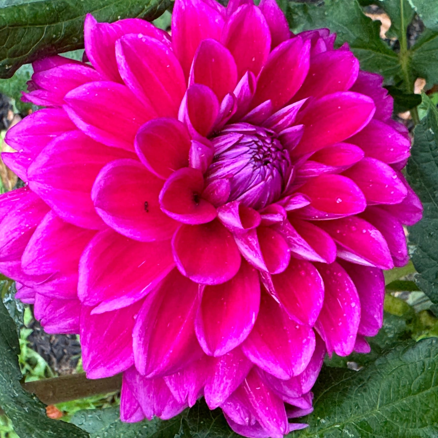 Purplicious Dahlia