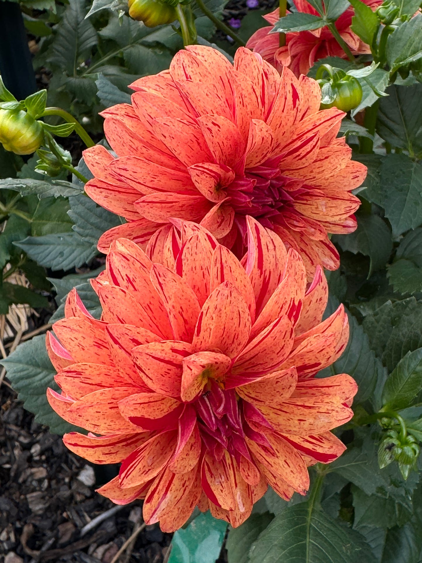 Nathaniel Dahlia