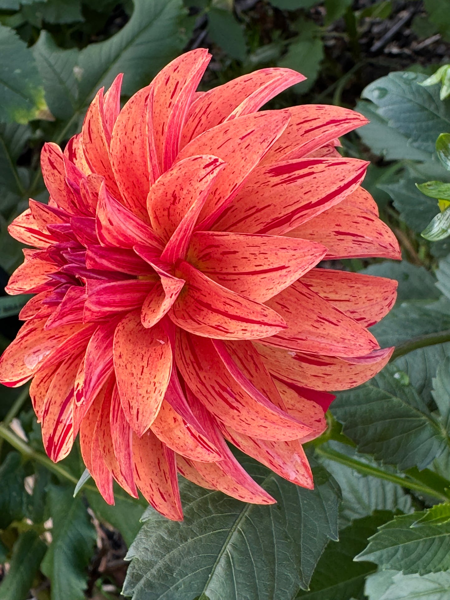 Nathaniel Dahlia