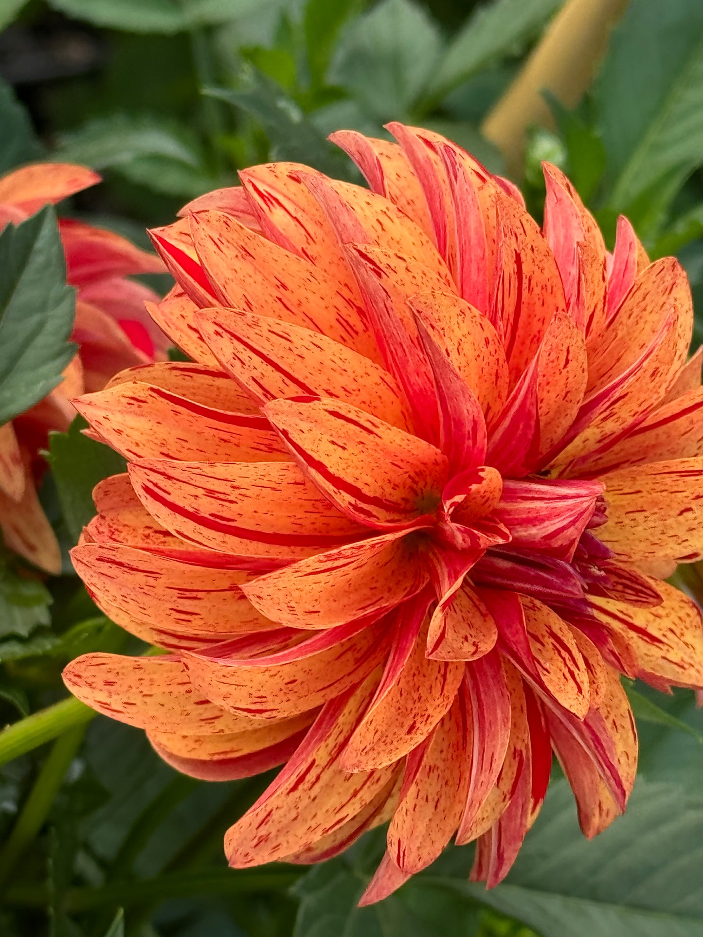 Nathaniel Dahlia