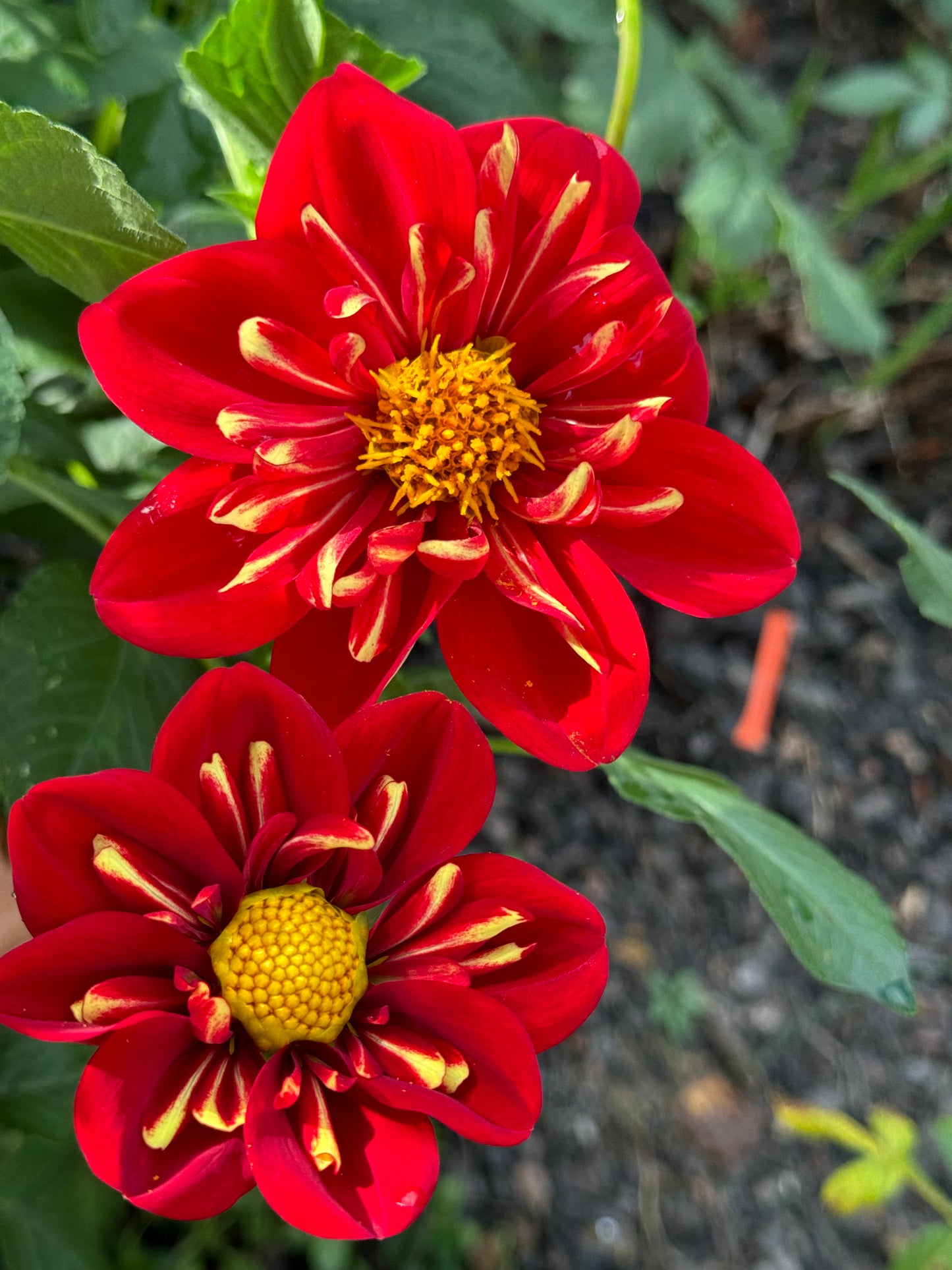 Heartthrob Dahlia