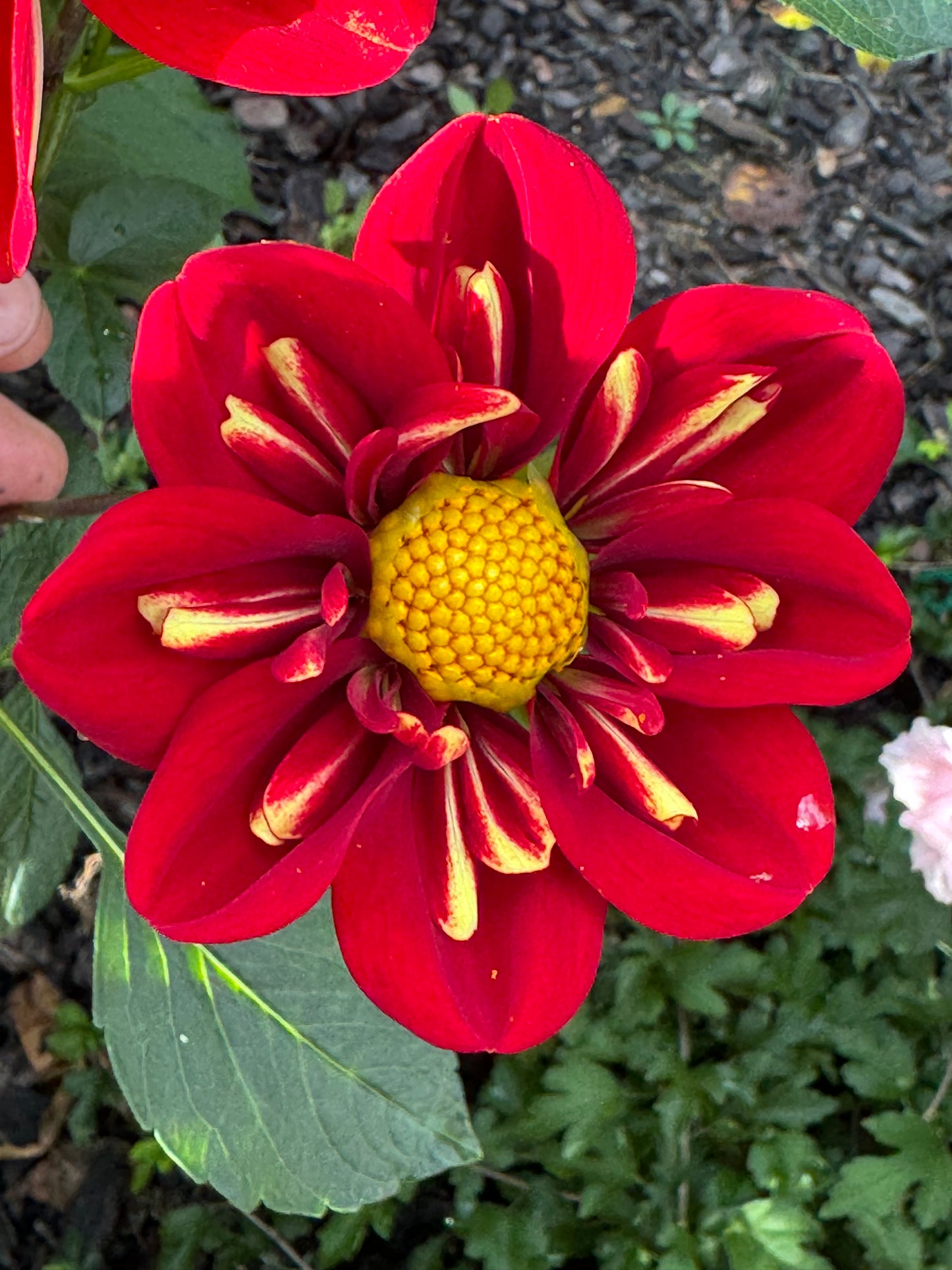 Heartthrob Dahlia