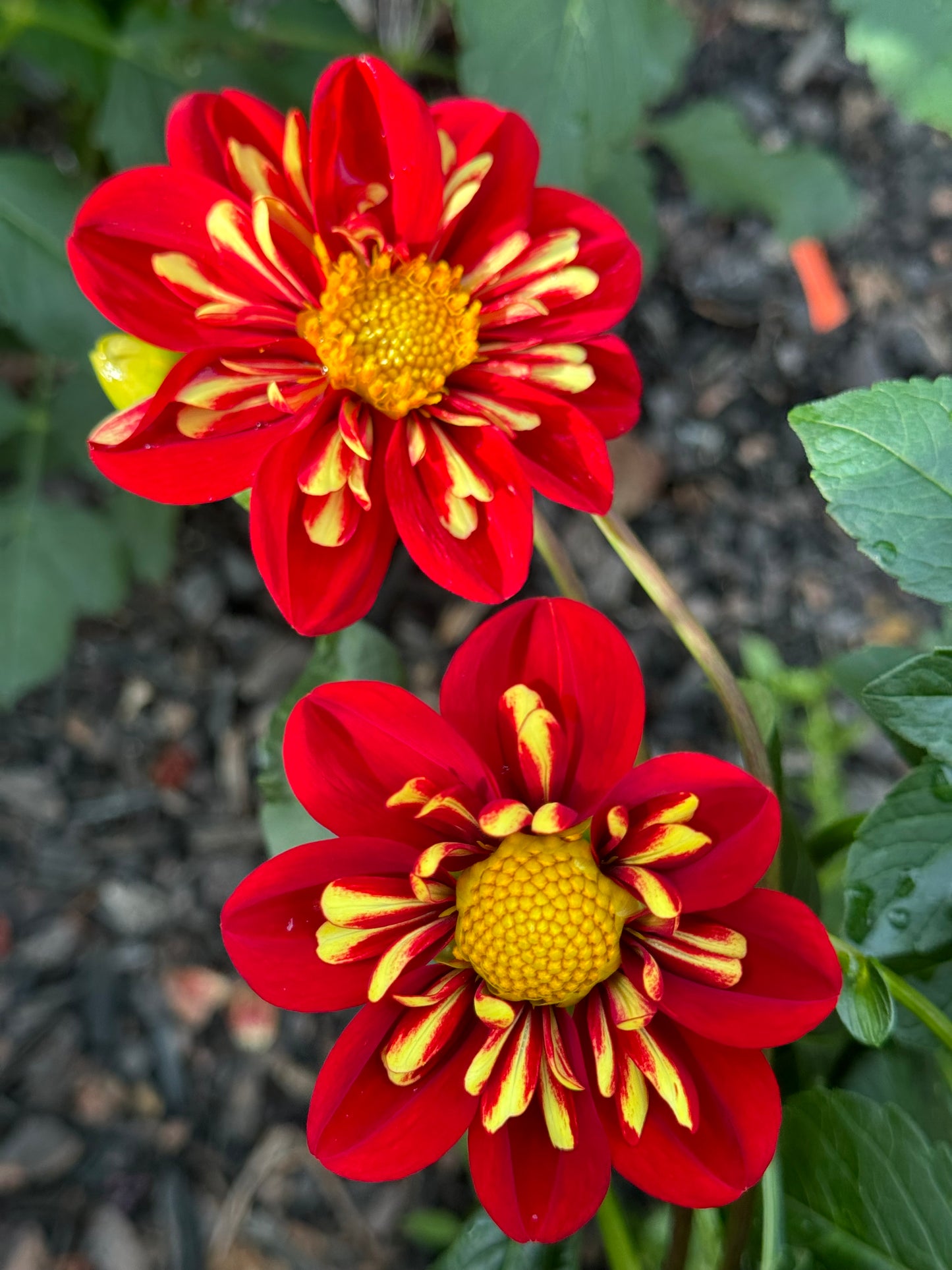 Heartthrob Dahlia