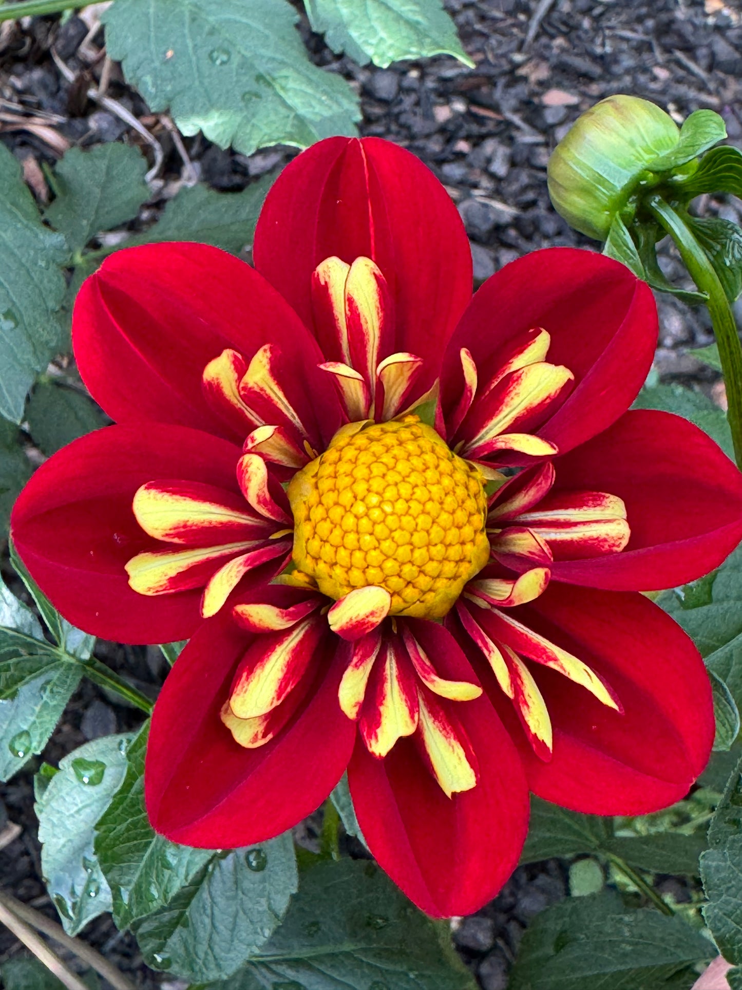 Heartthrob Dahlia