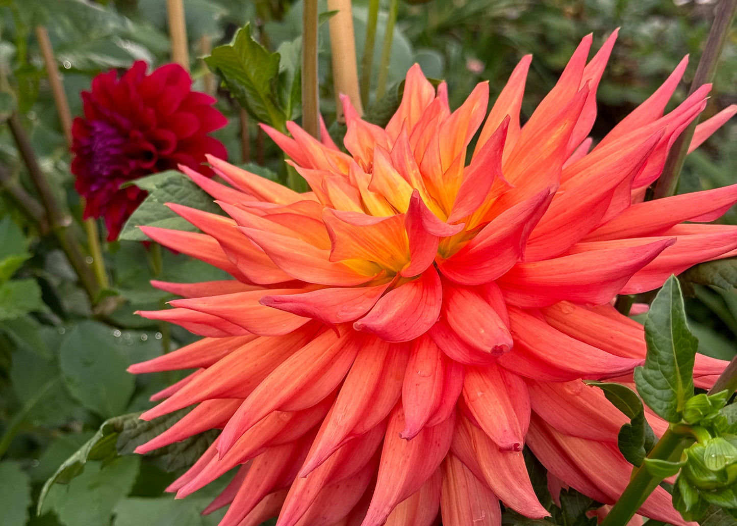 AC Pillow Dahlia