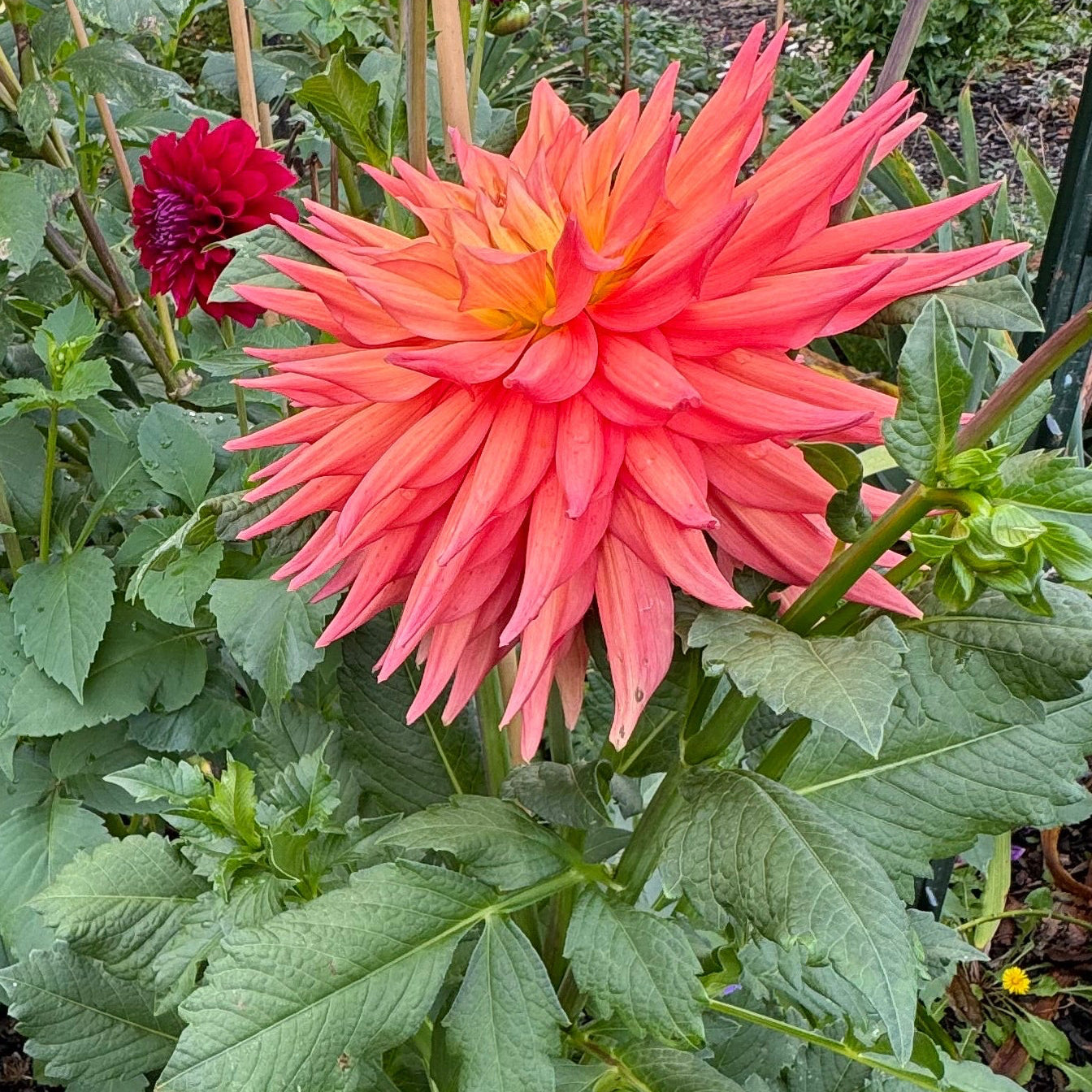 AC Pillow Dahlia