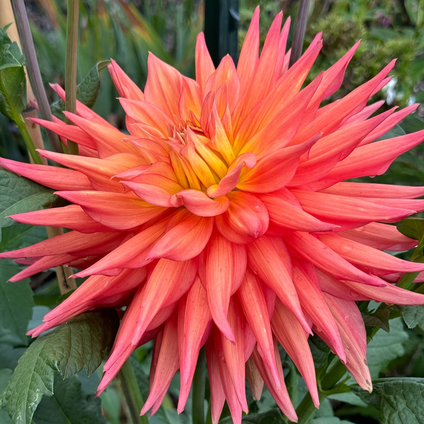 AC Pillow Dahlia