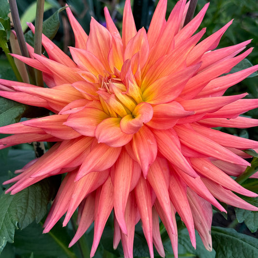 AC Pillow Dahlia