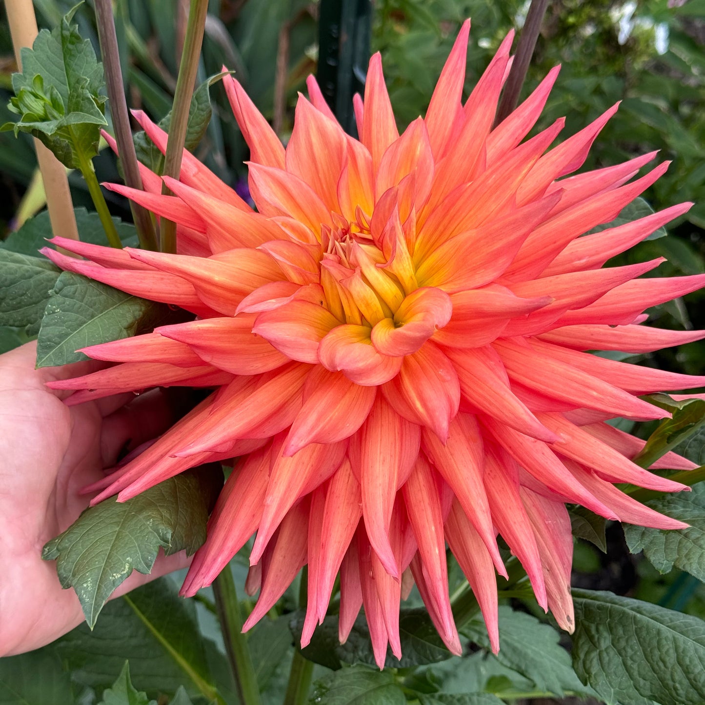 AC Pillow Dahlia