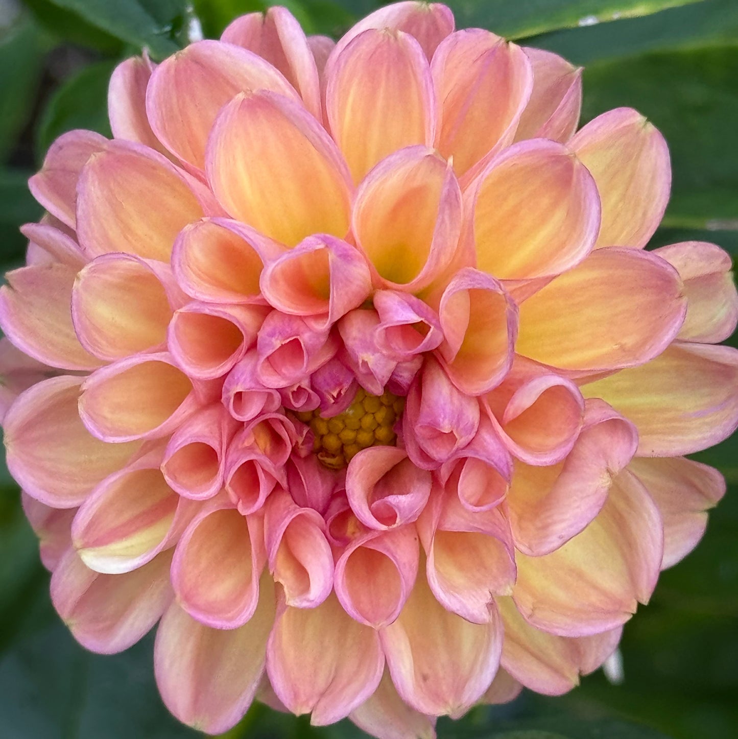 Rose Toscano Dahlia