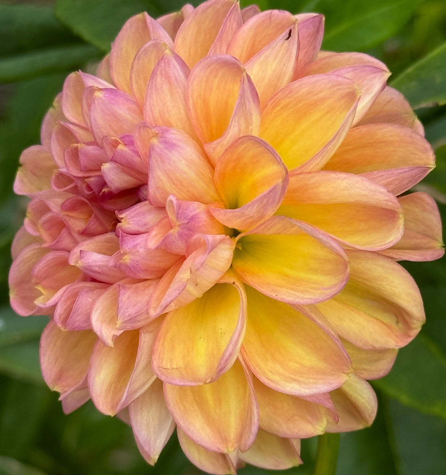 Rose Toscano Dahlia