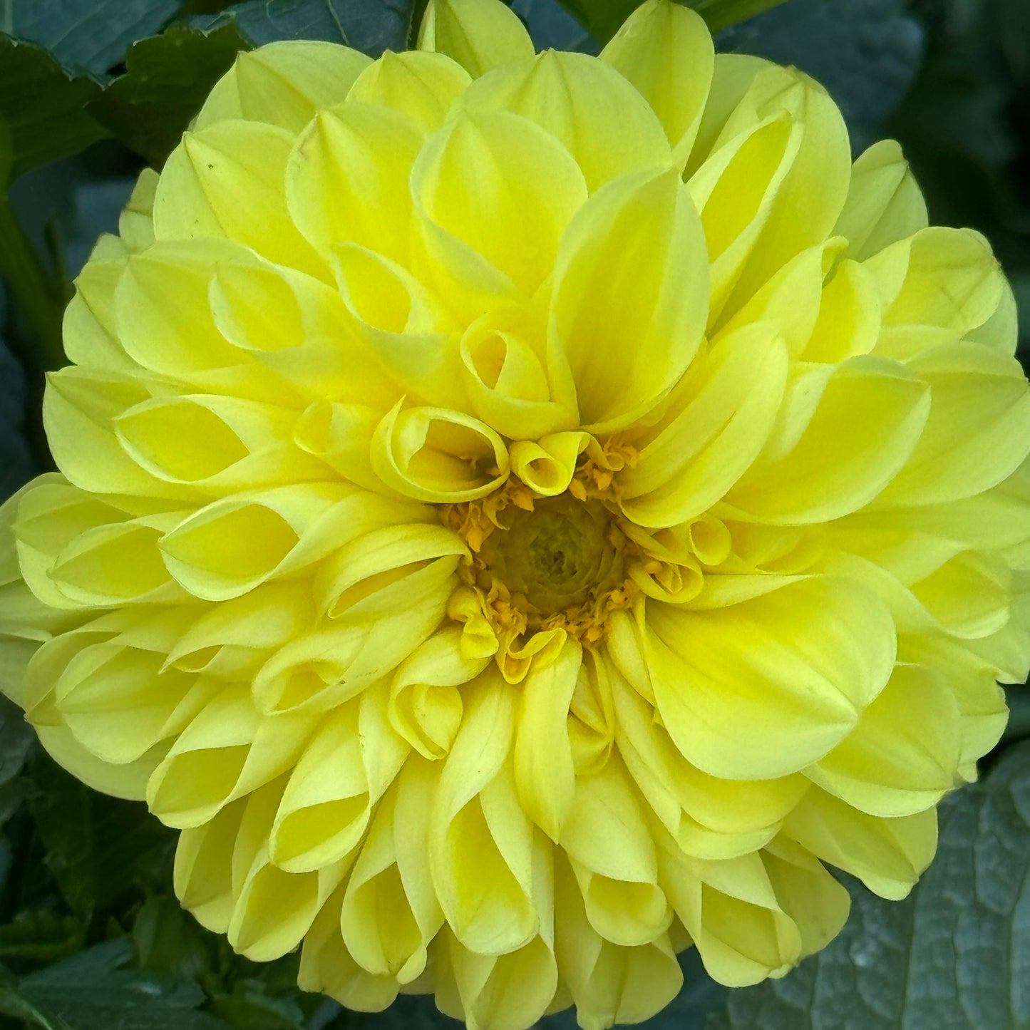 Camano Stroll Dahlia