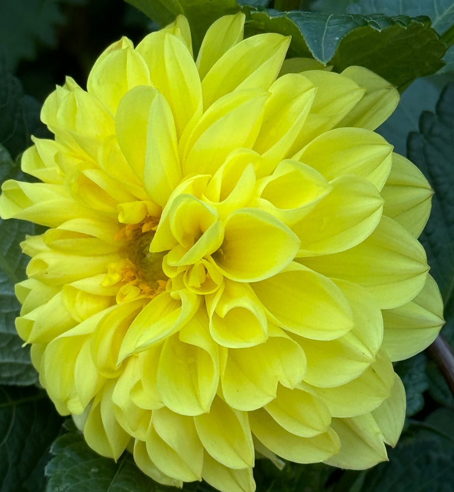 Camano Stroll Dahlia