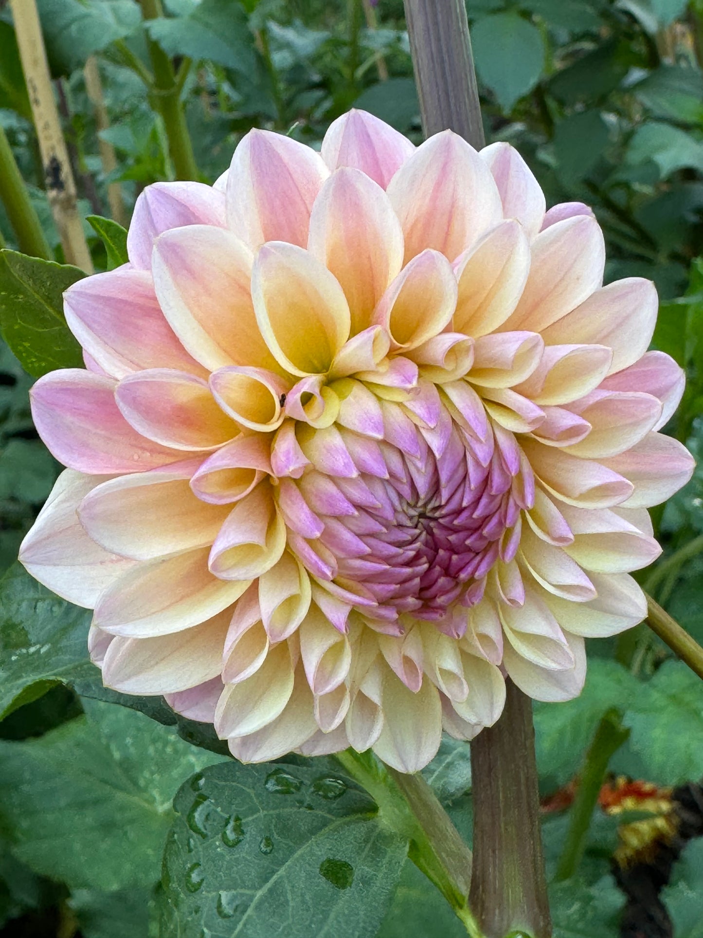 Glow Coralie Dahlia